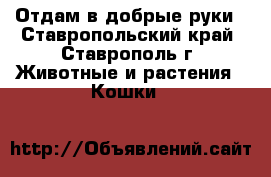 Отдам в добрые руки - Ставропольский край, Ставрополь г. Животные и растения » Кошки   